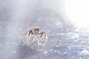 Small Jumping Spider