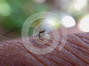 A small jumping spider on hand macro photo