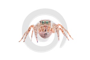 Jumping spider isolated on white background