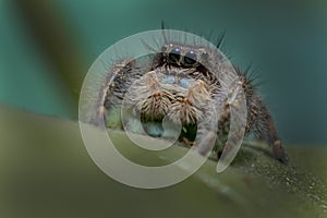 Small Jumping Spider Resting on a Plant