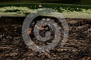 Small jumping spider