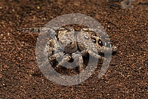 Small Jumping Spider