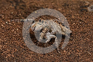 Small Jumping Spider