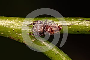Small Jumping Spider
