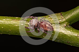 Small Jumping Spider