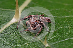 Small Jumping Spider