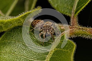Small Jumping Spider