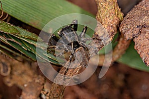 Small Jumping Spider