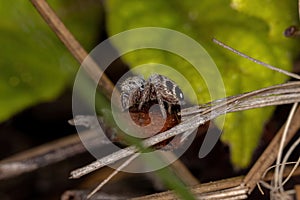 Small Jumping Spider