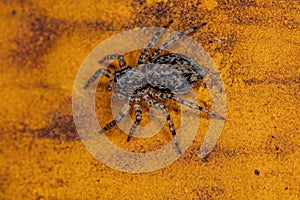 Small jumping spider