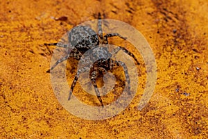 Small jumping spider