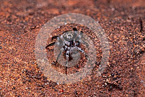 small jumping spider