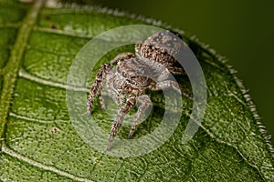Small Jumping Spider