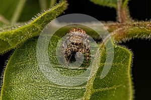Small Jumping Spider
