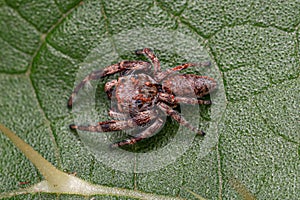 Small Jumping Spider