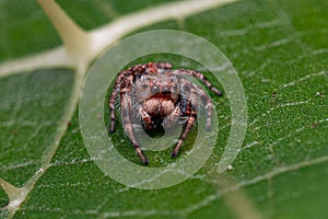 Small Jumping Spider