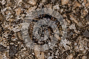 Small Jumping Spider