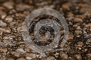 Small Jumping Spider