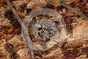 Small jumping spider