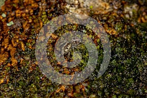 Small jumping spider