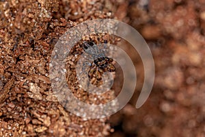 Small jumping spider