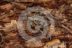 Small jumping spider