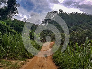 small jungle rain forest grass rice fields trees earth dirt bike motocross hill down reservoir doi pui peak chiang mai