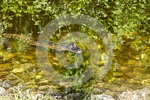 Small juvenile alligator Alligator mississippiensis swims in a stream