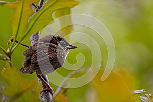 A small juvenile house sparrow Passer domesticus is perching on a maple branch in Maryland