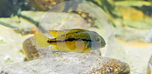 Small juvenile parrot cichlid, a fish from the atlantic slope of America photo