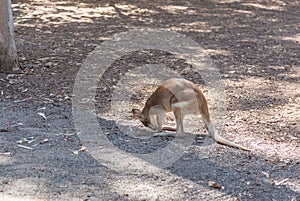 Small kangaroo found something interesting on the ground