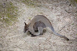 A small kangaroo jumping on the ground