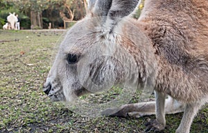 Small kangaroo in Whiteman Park near Perth, Western Australia