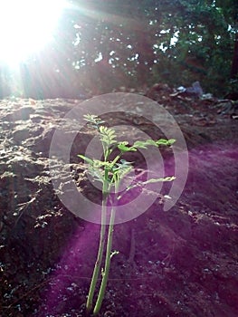 small karapincha plant with sun beem