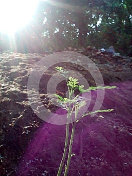 small karapincha plant with sun beem