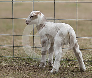 Small Katahadin sheep lamb by the fence
