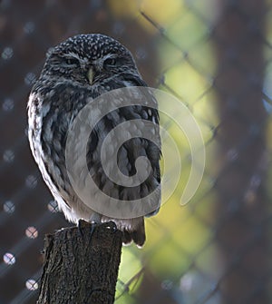 a small kautz on a tree trunk
