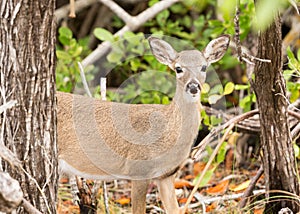 Small Key Deer in woods Florida Keys