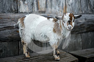 A small kid goat on the Swiss Alps