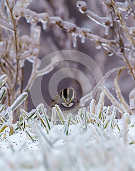 Small Kinglet perched on dry grass covered with ice on a cold winter day