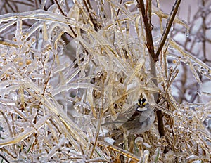 Small Kinglet perched on dry grass covered with ice on a cold winter day