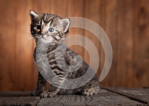 Small kitten on background of old wooden boards