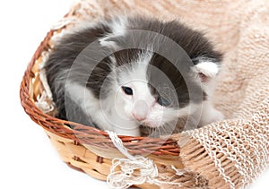 small kitten in a basket
