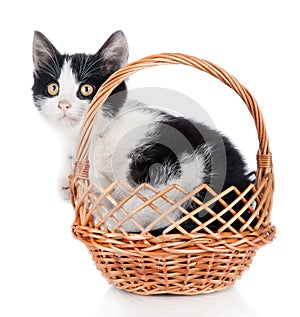 Small kitten in basket isolated