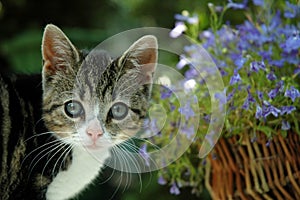 Small kitten with blue Lobelia photo