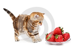 Small kitten and a bowl with strawberries