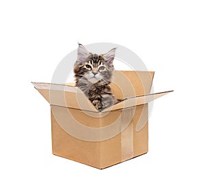 Small kitten in box