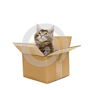 Small kitten in box