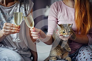 Small kitten of a British chinchilla in the arms of young girl, close-up. New Year`s holidays in the company of your favorite pet