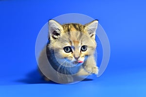 Small kitten of the British chinchilla breed on blue background.